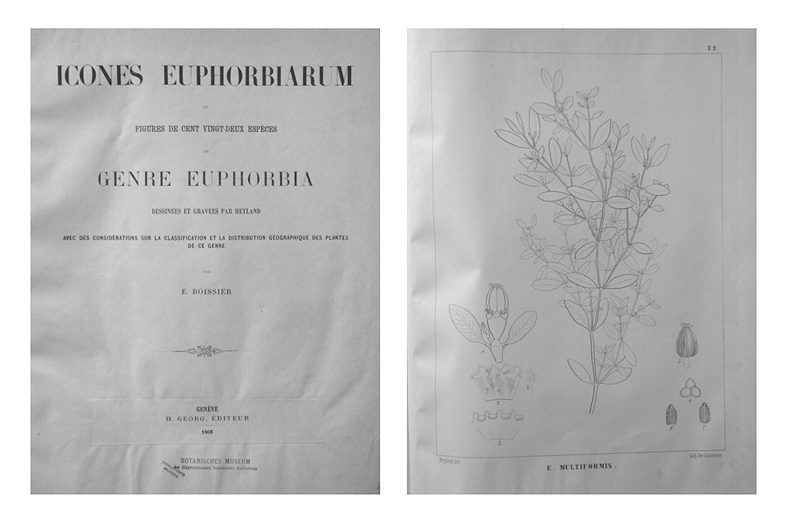 Icones euphorbiarum