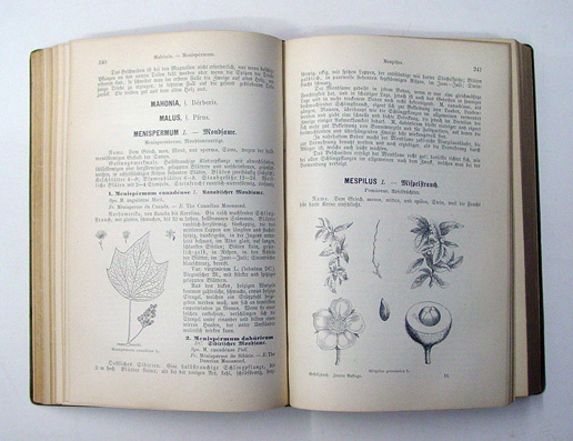 Illustriertes Gehölzbuch