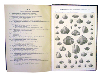 Monographie der Rhynchonellen der Juraformation von Elsass-Lothringen