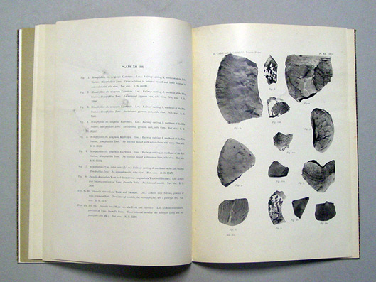The triassic fauna of Rifu, near Sendai