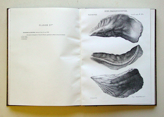 Description de la faune jurassique du Portugal