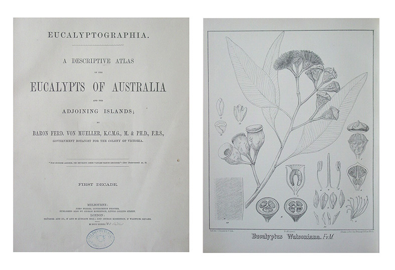 Eucalyptographia