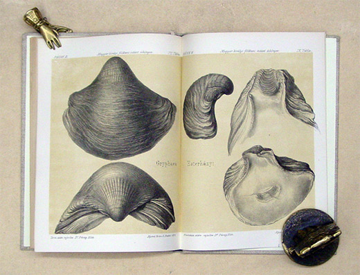 Geologie Klausenburgs und seiner Umgebung