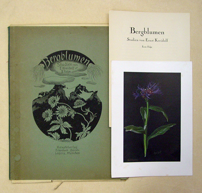 Bergblumen Studien