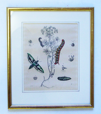 Metamorphose eines Schmetterlings