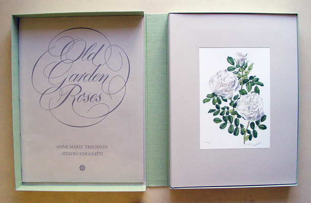 Old garden roses