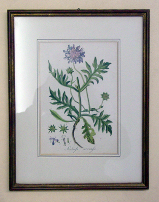 Scabiosa arvensis - Witwenblume