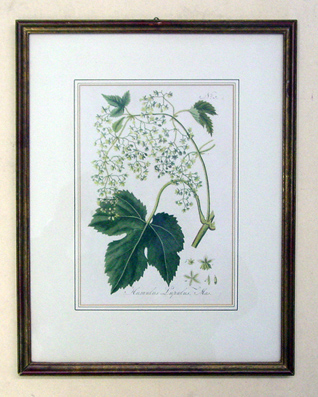 Humulus Lupulus - Echter Hopfen