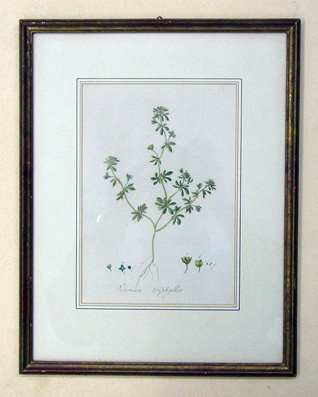 Veronica triphyllos - Dreiteiliger Ehrenpreis