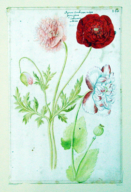 Papaver erraticum  - Klatschmohn