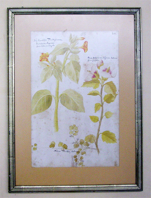 Flos marabilis, Flos Mexicanus - Jalappenwunderblume. Alcea arborescens syriaca - Straucheibisch