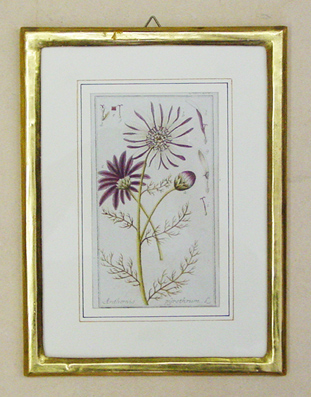 Anthemis Pyrethrum - Mehrjähriger Bertram. Aus: Icones plantarum medicinalium = Abbildungen von Arzneygewächsen.