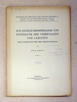 Zur Gynäceummorphologie und Systematik der Verbenaceen und Labiaten