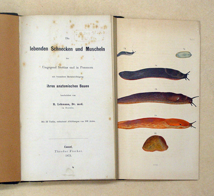 Die lebenden Schnecken und Muscheln der Umgegend Stettins und in Pommern mit besonderer Berücksichtigung ihres anatomischen Baues