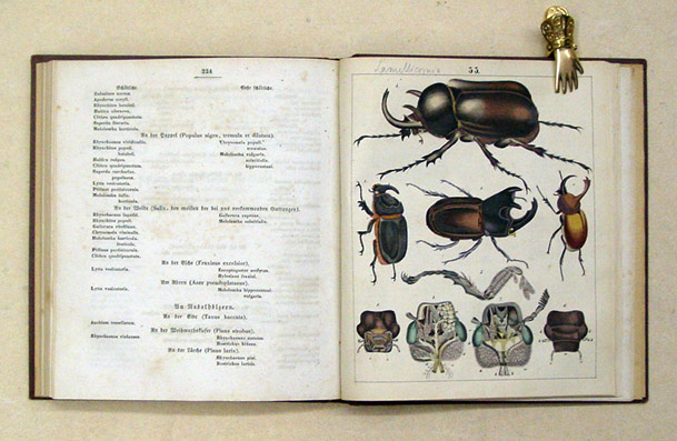 Käferbuch