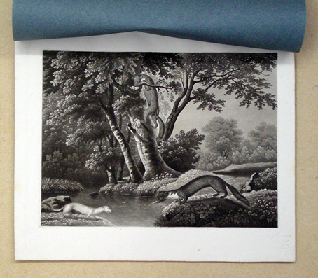 [Text: Naturgeschichte schweizerischer Tiere: Marder und Iltis, kleines Wiesel]