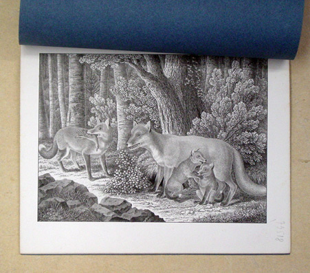 [Text: Die zoologische Sammlung (nur der 3. Teil); und: Füchse]