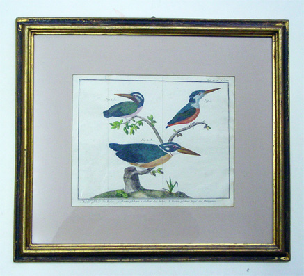 Vögel - Martin-pêcheur des Indes; Martin-pêcheur a Collier des Indes; Martin-pêcheur hupé des Philippines.