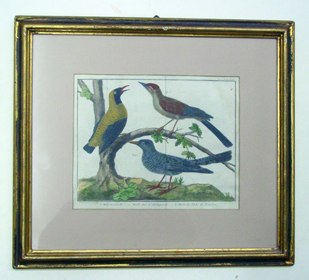 Vögel - Merle de Canada; Merle doré de Madagascar; Merle de l’Isle de Borbon