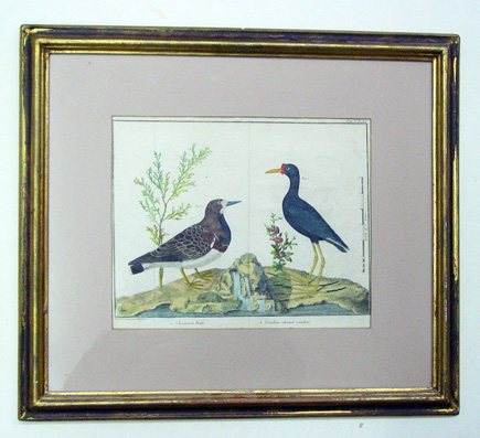 Vögel - Chirurgien brun; Coulon-chaud cendré.