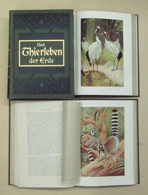 Das Thierleben der Erde