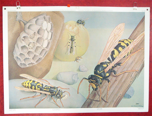 Schulwandbild Nr. 160 - Wespe Guepes Vespe Wasp
