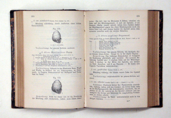 Die Molluskenfauna Oesterreich-Ungarns und der Schweiz.