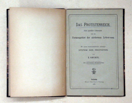 Das Protistenreich