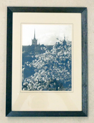 Payerne- Abbatiale und blühender Baum