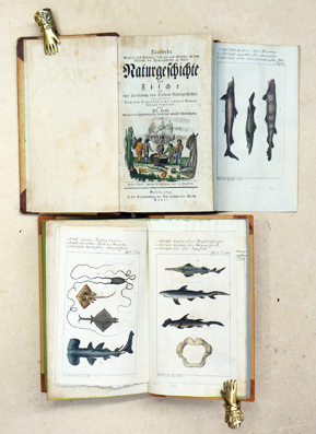 Naturgeschichte der Fische als Fortsetzung von [Georges-Louis Leclerc de] Buffons Naturgeschichte
