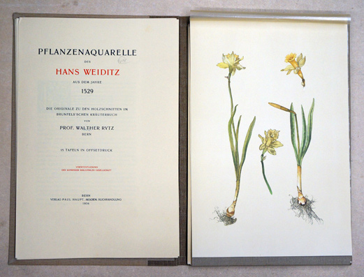 Pflanzenaquarelle des Hans Weiditz aus dem Jahre 1529.