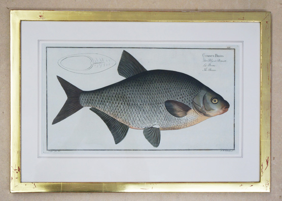 Cyprinus Brama. Der Bley- oder Brassem. La breme. The Bream.