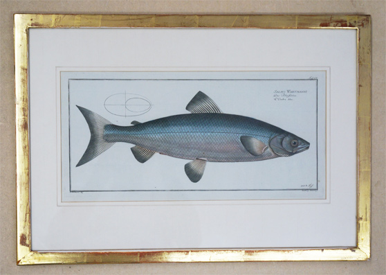 Salmo Wartmanni. Das Blaufelchen. L’ombre bleu.