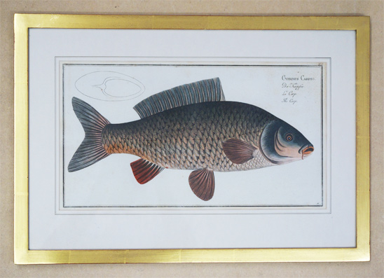 Cyprinus carpio. Der Karpfen. Le Carp. The Carp.