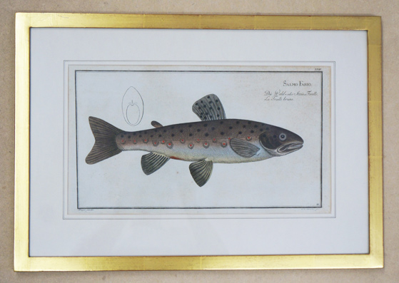 Salmo fario. Die Wald- oder Stein-Forelle. La Truite brune