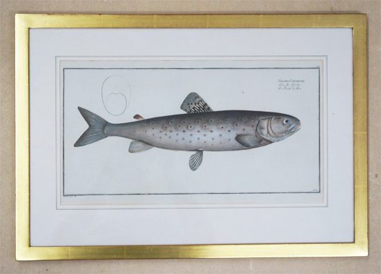 Salmo Goedenii. Die See-Forelle. La Truite de Mer.