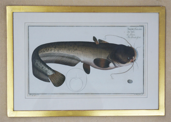 Silurus glanis. Der Wels. Le Silure. The Sheat-fish