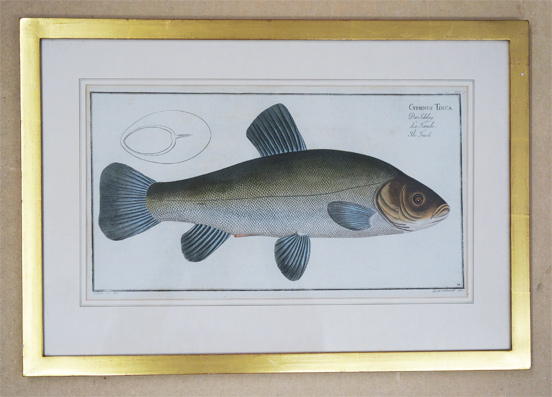 Cyprinus tinca. Der Schley. La Tanche. The Tench.
