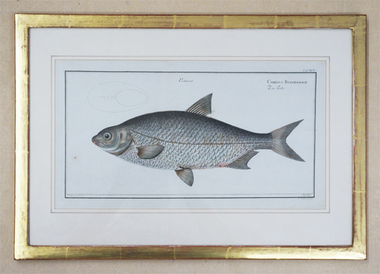 Cyprinus Buggenhagii