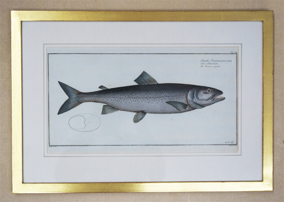 Salmo Schiffermüllerie. Der Silberlachs. Le Saumon argenté.