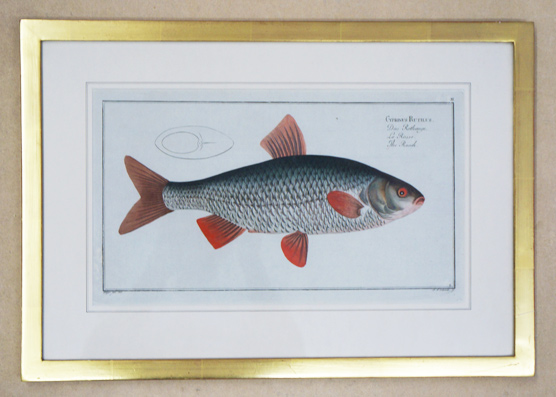 Cyprinus rutilus. Das Rothauge. La Rosse. The Roach.