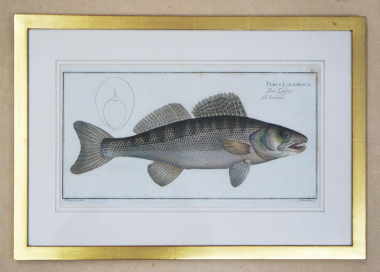 Perca lucioperca. Der Zander. Le Sandre.