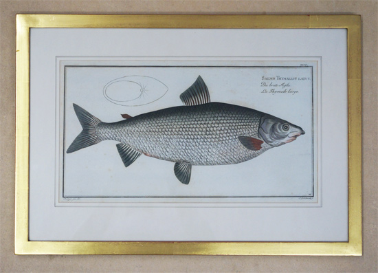 Salmo Thymallus latus. Die breite Aesche- la Thymale large.
