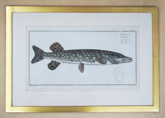 Esox lucio. Der Hecht. Le Brochet. The Pike.
