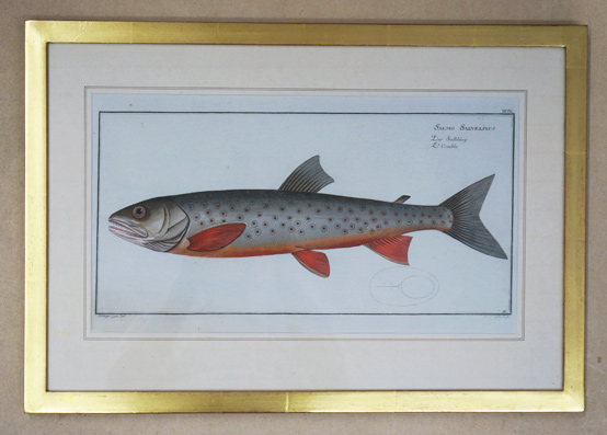 Salmo salvelinus. Der Salbling. L’Omble.