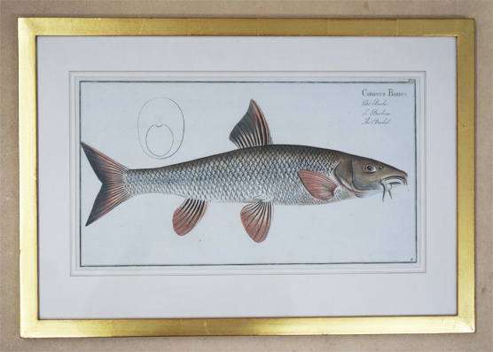 Cyprinus barbus. Der Barbe. Le Barbeau. The Barbel.