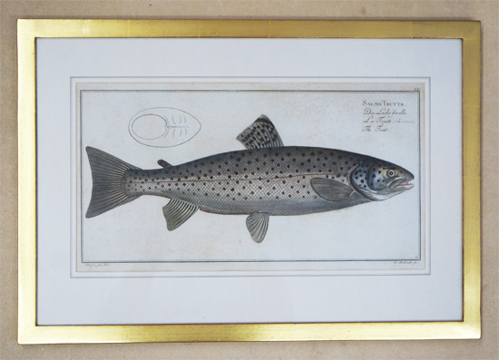 Salmo Trutta. Die Lachsforelle. La Truite saumonnée. The Trut.