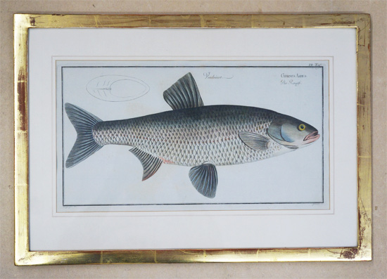 Cyprinus aspius. Der Raapfe.