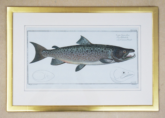 Salmo Salar mas. Der Hackenlachs. Le Saumon Becard.