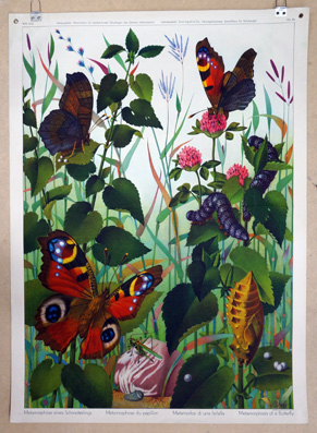 Schulwandbild - Metamorphose eines Schmetterlings